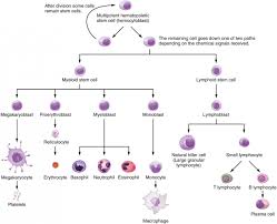 Pluripotent Stem Cells Chart Google Search Types Of