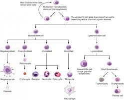 pluripotent stem cells chart google search anatomy