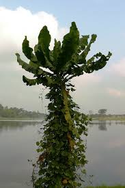 Image result for Anthocleista vogelii