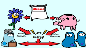 Maybe you would like to learn more about one of these? Plants And Animals Need Sugar Specifically Glucose Plants As Well As Animals Use Glucose T Plant And Animal Needs Cellular Respiration Education Science