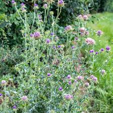 CHARDON Chardon-Marie - Graines paysannes artisanales | Les Jardins du Coudré