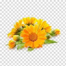 Yellow Petaled Flowers Illustration Calendula Officinalis Oil Tincture Plant Skin Care Oil Transp Flower Illustration Flower Bouquet Drawing Calendula Flower