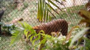 We did not find results for: San Diego Zoo Safari Park Stock Video Footage 4k And Hd Video Clips Shutterstock