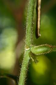 Image result for Rhynchosia viscosa