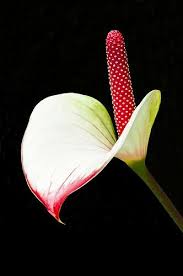 Pin On Flowers