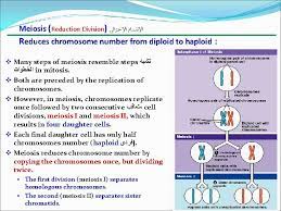 Check spelling or type a new query. Lecture 7 Cell Division Meiosis And Sexual Life