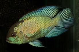 113 kamuning road, quezon city, aqua haus, inc. Podcast Episode 105 Zierfischzucht Im Grosshandel Aqua Haus Mike Schneider My Fish Aus Freude An Der Aquaristik