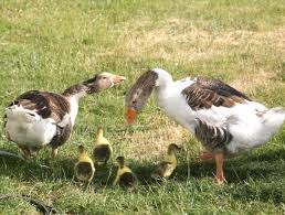 3 great reasons to raise geese. Advantages And Disadvantages Of Raising Geese