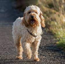 How much does a cockapoo puppy cost & where to buy cockapoo puppies? Cockapoo Puppies For Sale Adoptapet Com