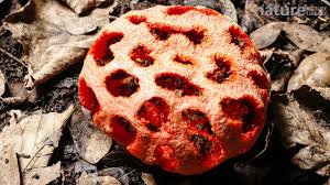 We did not find results for: Timelapse Of The Fruiting Body Of A Cage Stink Horn Fungus Opening Youtube