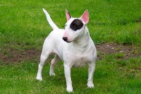 Though originally bred for fighting large animals. English Pitbull Terrier For Sale Petsidi