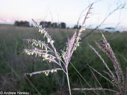 Image result for Andropogon amethystinus