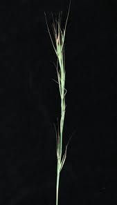 Image result for Hyperthelia dissoluta