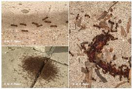 To prevent getting ants carry out good hygiene practices by. Ant Control For Householders Entomology