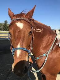 Run the flame of a lit match back and forth over. Diy Paracord Reins Equestrian Amino