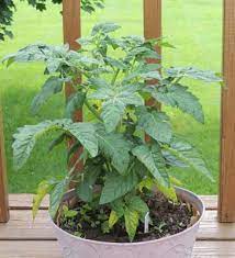 We did not find results for: How To Grow Tiny Tim Tomato Seeds Growing Cherry Tomatoes Plants By Gardener S Network
