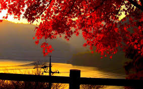 The public gallery images are free to use as your personal desktop wallpaper. 14 Autumn Wallpaper Hd 1920x1080 Venera Wallpaper
