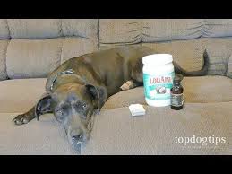 The 3 Best Hot Spot Dog Home Remedy Treatments With Natural Ingredients Youtube In 2020 Spotted Dog Dogs Holistic Dog Food