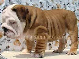 Maybe you would like to learn more about one of these? Champbulldogs Com Home