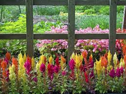 Here's the best 16 annual flowers details. Old Blog Page 2 Of 7 Roedell S Landscaping