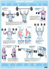 Shoulder Muscles Weight Training And Body Building Poster Gym Exercise Chart