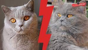 British Shorthair Vs British Longhair My British Shorthair