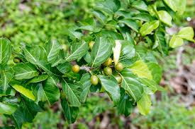 Image result for Canthium glaucum