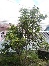 From wikimedia commons, the free media repository. File Bunga Kenanga Jpg Wikimedia Commons