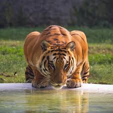 The police do not know what to do. Tout Savoir Sur Le Tigre Femme Actuelle Le Mag