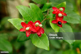 Image result for Ochna kirkii
