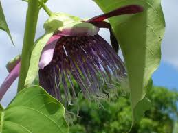 Image result for Passiflora quadrangularis