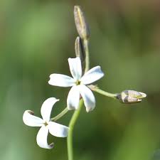 Image result for Kohautia