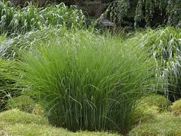 How To Grow And Care For Purple Fountain Grass