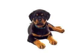 Jul 05, 2021 · puppies and older dogs will likely spend more of their time asleep. Why Does My Rottweiler Puppy Sleep A Lot