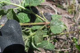 Image result for Mesosphaerum pectinatum