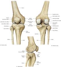 Knee Leg Atlas Of Anatomy