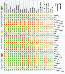 Fish Compatibility Chart Aquarium Fish Saltwater Aquarium