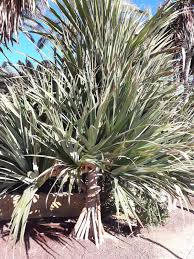 Image result for Pandanus utilis