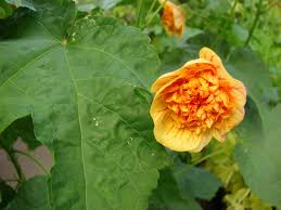 Image result for Abutilon sp.no.1