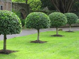 Pin On Topiary Pruning Training