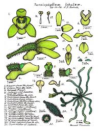 Image result for Taeniophyllum