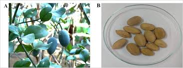 Image result for Balanites aegyptiaca