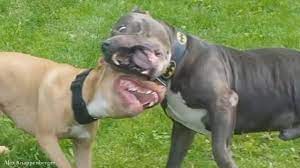 American Bully Vs Pit Bull Playing Rough Youtube