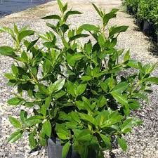 Image result for Conocarpus erectus