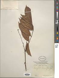 Image result for Pachylobus osika