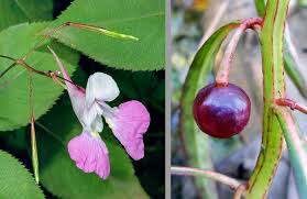 Image result for Balsaminaceae