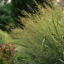 Image result for Panicum novemnerve