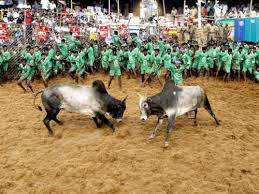 list of free jallikattu hd wallpapers download itl cat jallikattu hd wallpapers download