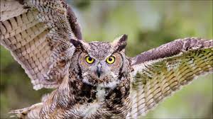 Cerita hantu paling seram karena minta diantar pulang. Owl Sounds To Scare Rats Suara Kicau Burung Hantu Terseram Memanggil Anaknya Di Malam Hari Youtube
