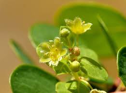 Image result for Phyllanthus ovalifolius